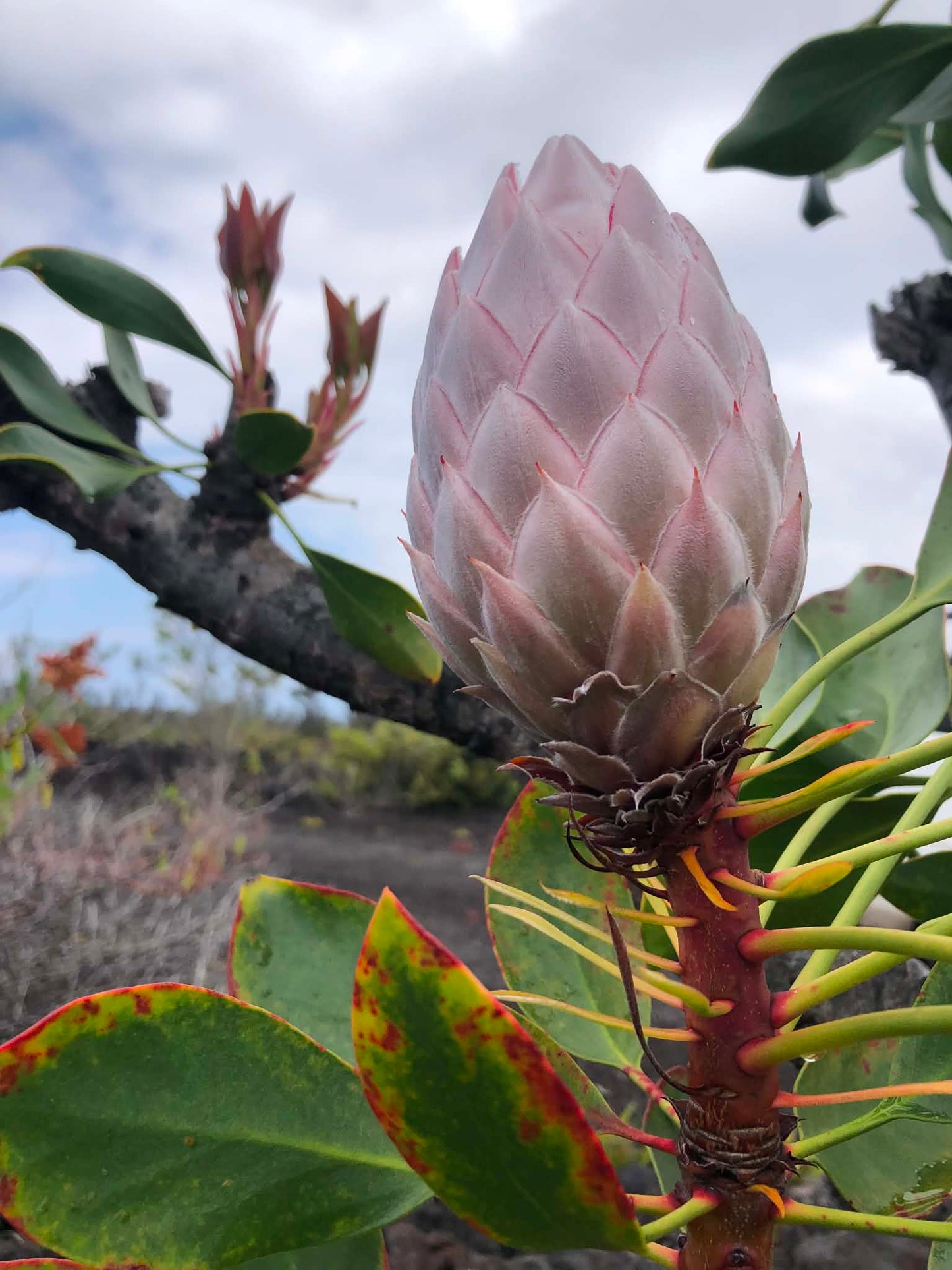 King Protea — Digital Print TOPP