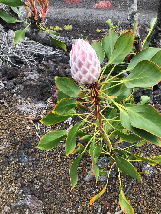 King Protea branch growing laterally from a'a basalt lava wall in Puna, Hawaii