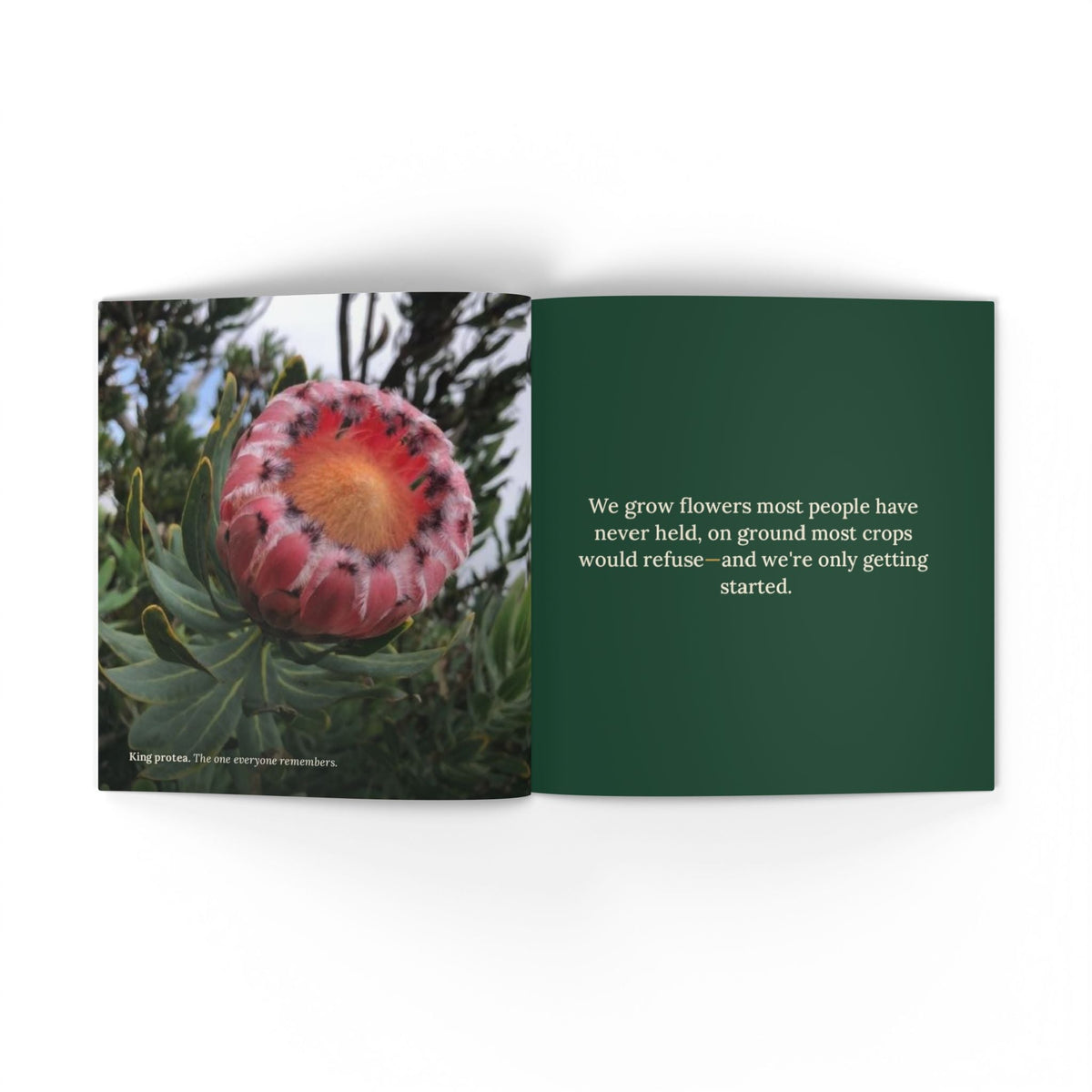Softcover Photo Book — "The Field Report" Nature Journal Printify