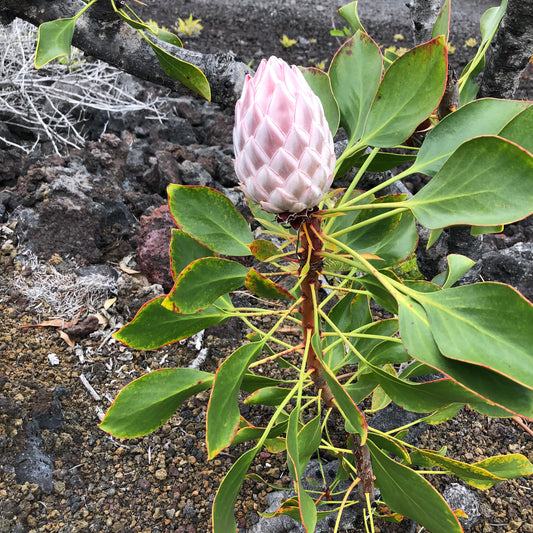 Close study of a King Protea bud on a'a basalt lava with red-margined leaves