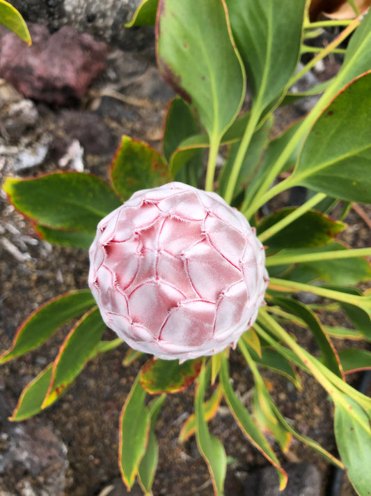 King Protea bud photographed from directly above its leaf rosette on lava soil