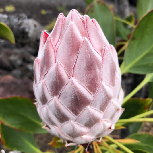 Macro of King Protea bud showing velvety geometric bract pattern in rose pink