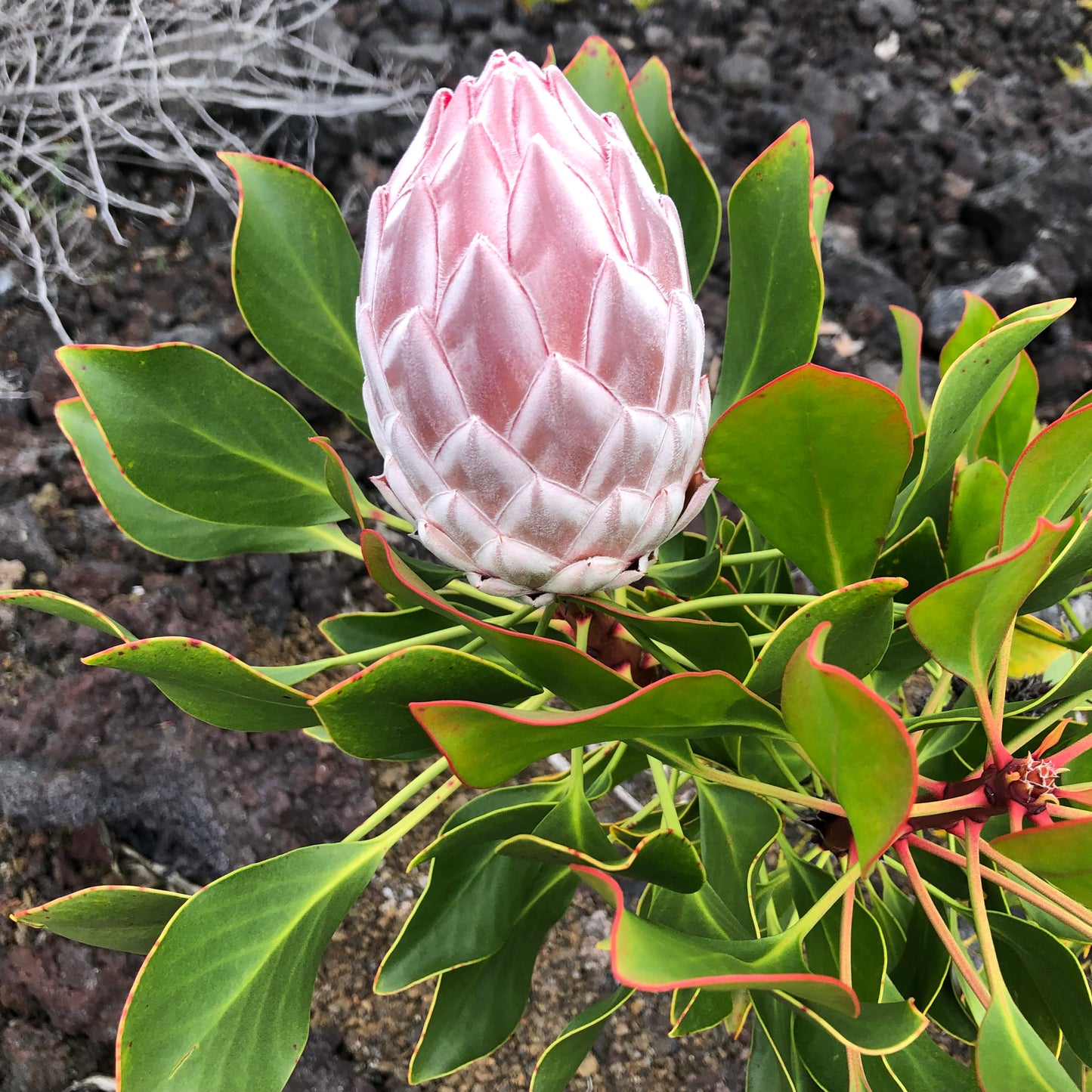 King Protea bud at pre-anthesis, outer bracts beginning to separate