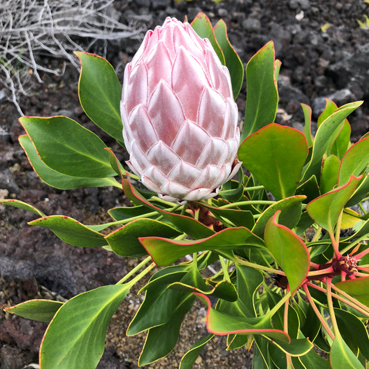 King Protea bud at pre-anthesis, outer bracts beginning to separate