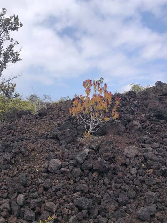 Conebush on Lava — Digital Print TOPP