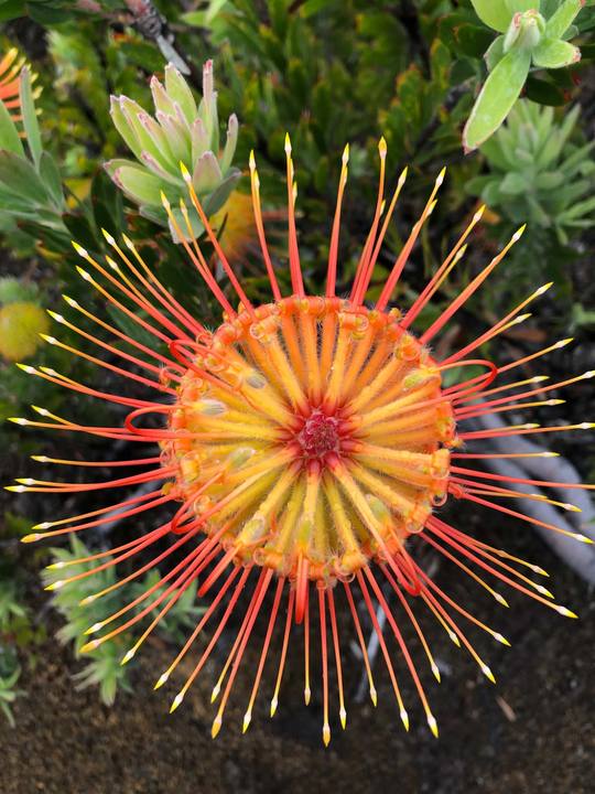 Pincushions in Bloom — Digital Print TOPP