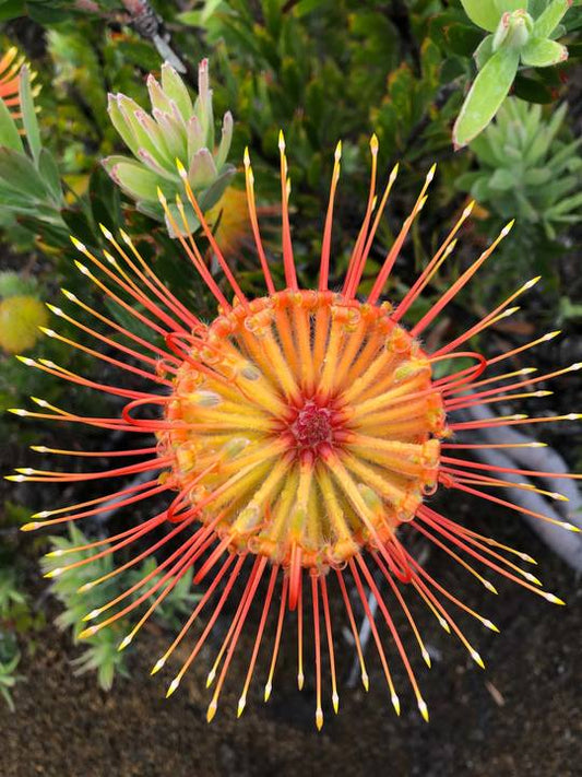 Pincushions in Bloom — Digital Print TOPP
