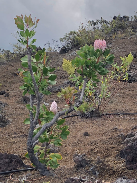 King Protea on open volcanic cinder field, one open bloom and one bud, lava ridge and grey sky behind