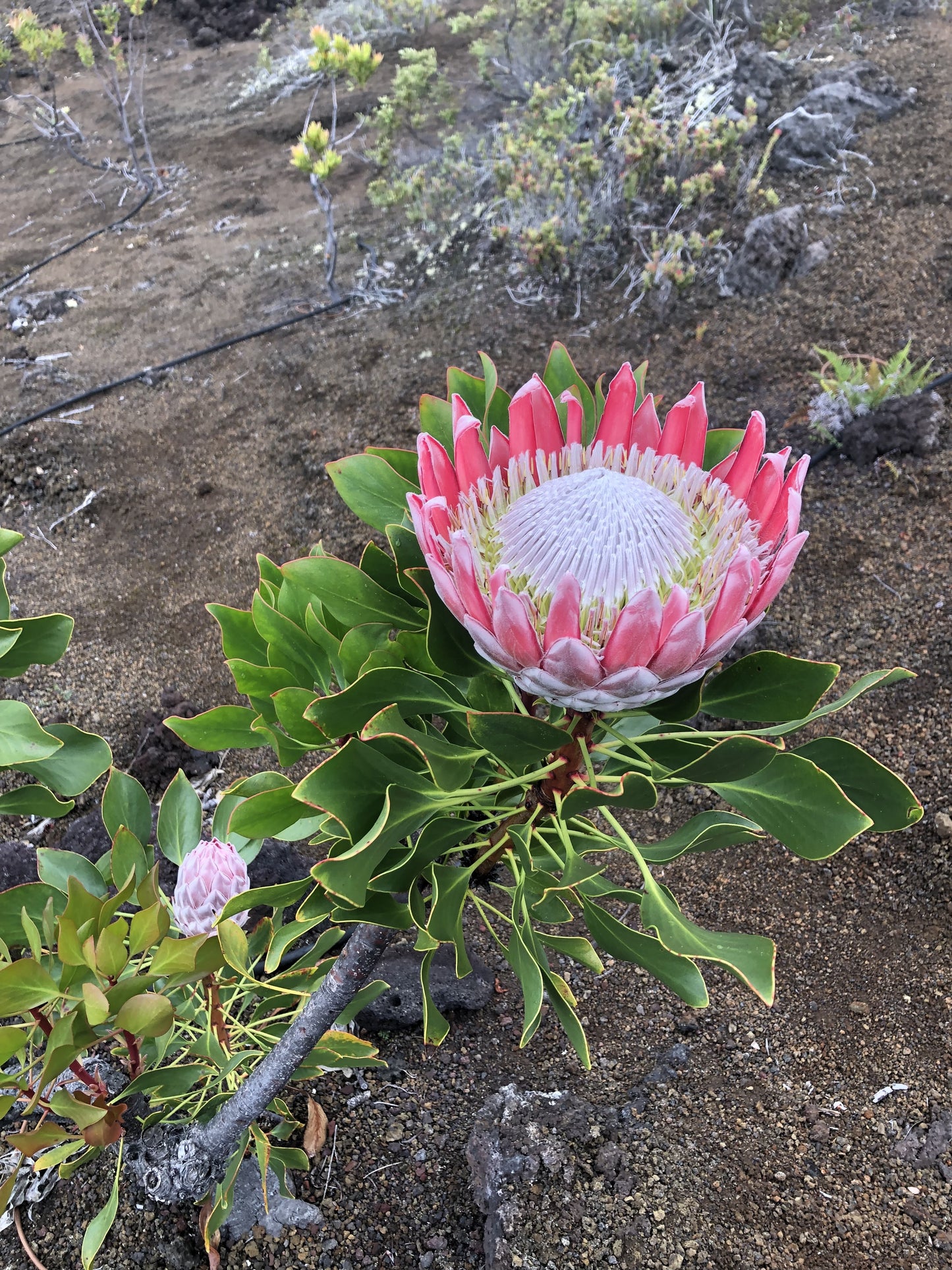 Crimson King Protea in full bloom with gold-edged foliage and a second bud below