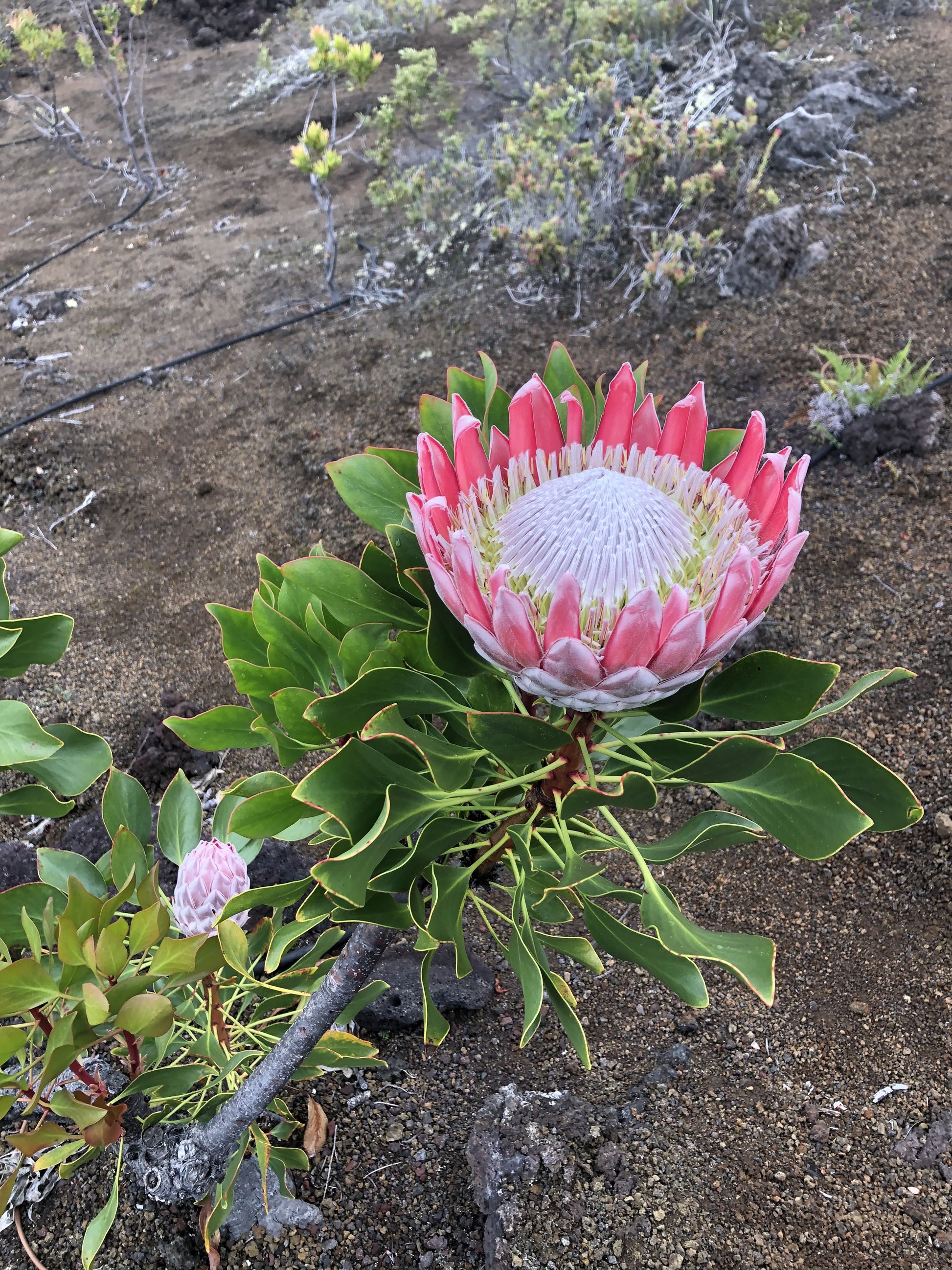 Crimson King Protea in full bloom with gold-edged foliage and a second bud below