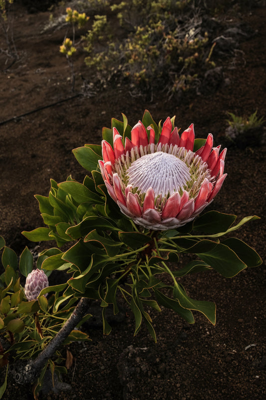 Crimson King Protea in full bloom with gold-edged foliage and a second bud below