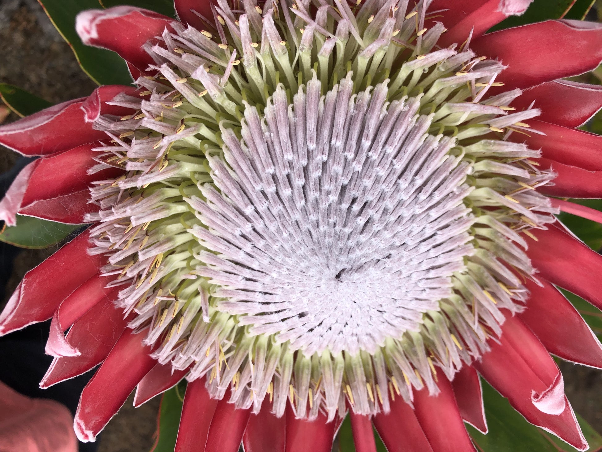 Extreme macro of crimson King Protea center with nectar droplets between florets