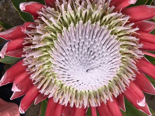 Extreme macro of crimson King Protea center with nectar droplets between florets