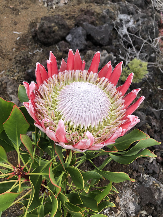 Three-quarter portrait of crimson King Protea against dark a'a lava