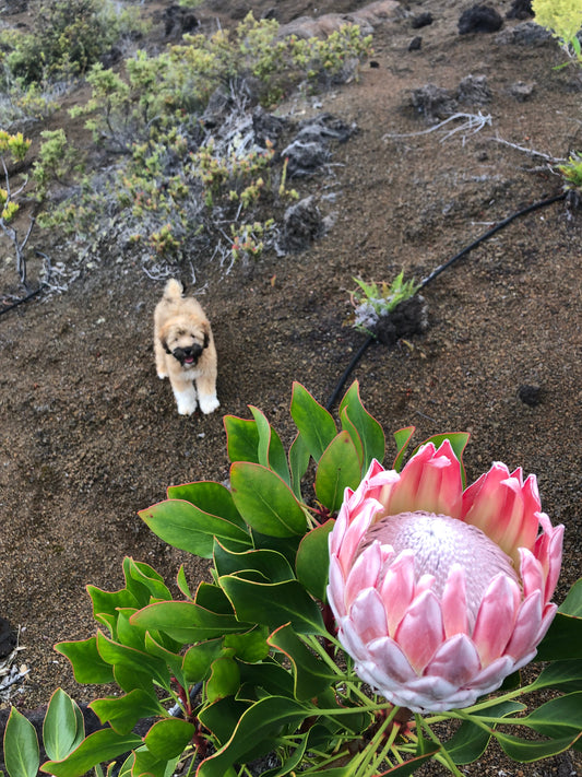 King Protea bloom in foreground with farm puppy standing on cinder behind