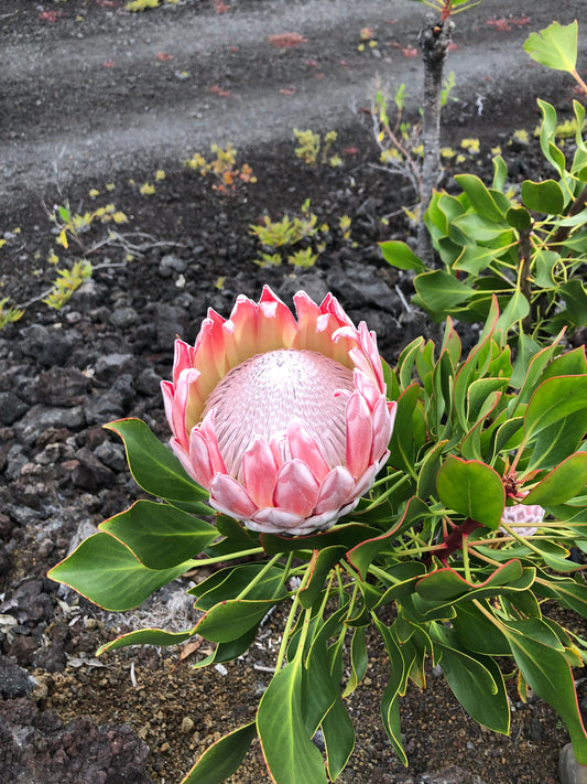Open King Protea cradled in red-stemmed foliage on black lava rock