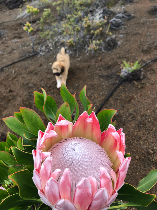 King Protea in full bloom — cover image for the Bud to Bloom eleven-print collection
