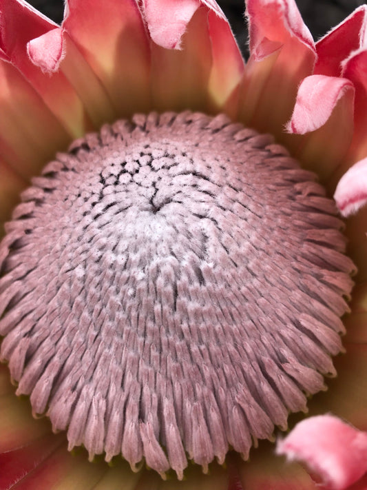 Extreme macro of open King Protea center, silver-pink florets in a spiral dome