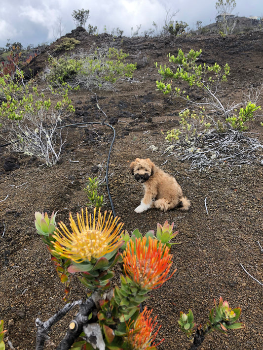 Orange and yellow pincushion proteas with farm puppy sitting behind them