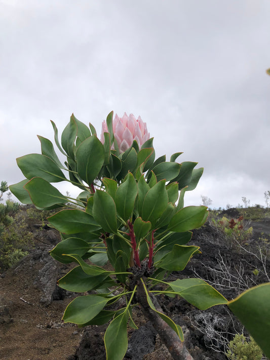King Protea shrub in profile against grey sky, pink bloom above whorled leaves