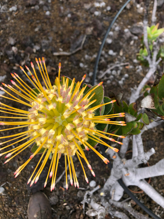 Yellow pincushion starburst — cover image for the Pincushion and Farm Life six-print collection