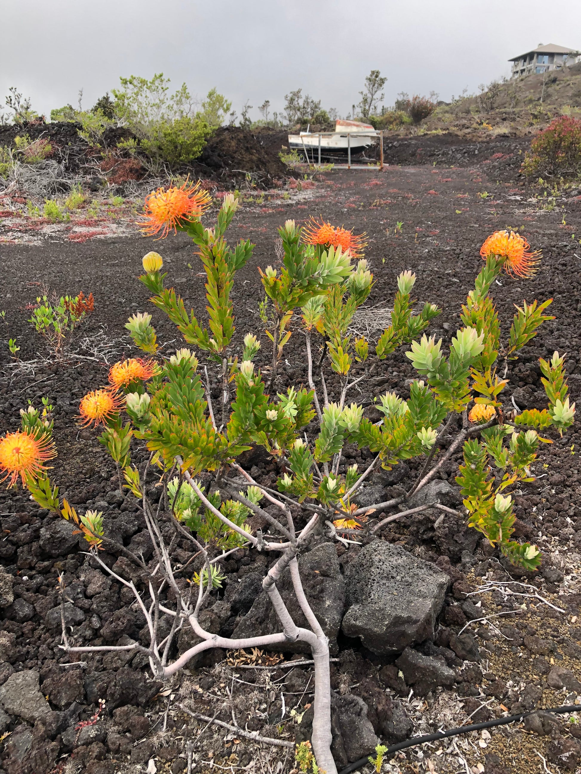 Orange pincushion protea shrub with multiple blooms on lava, farm at field edge