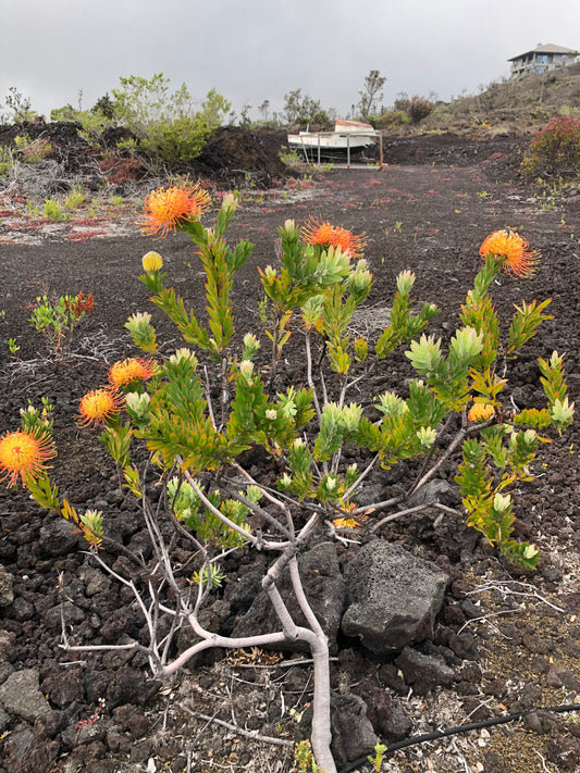 Orange pincushion protea shrub with multiple blooms on lava, farm at field edge