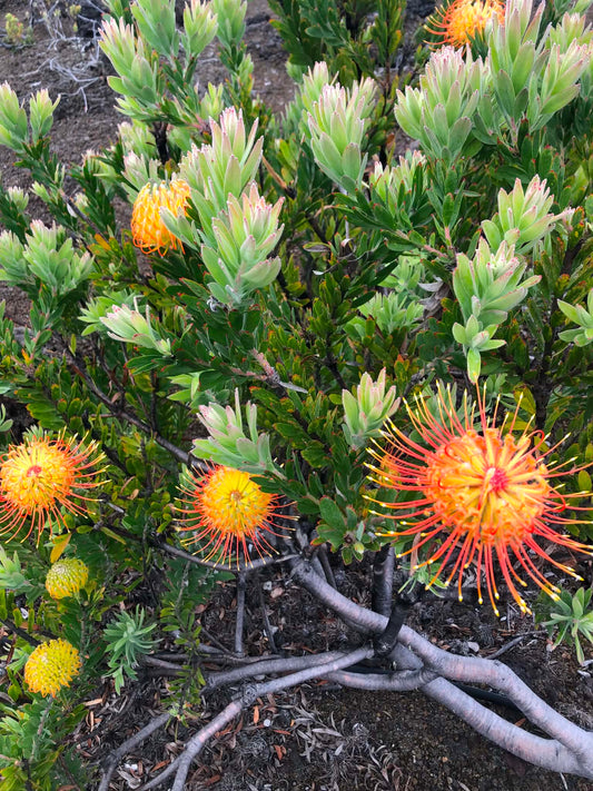 Pincushion Firework — Digital Print TOPP