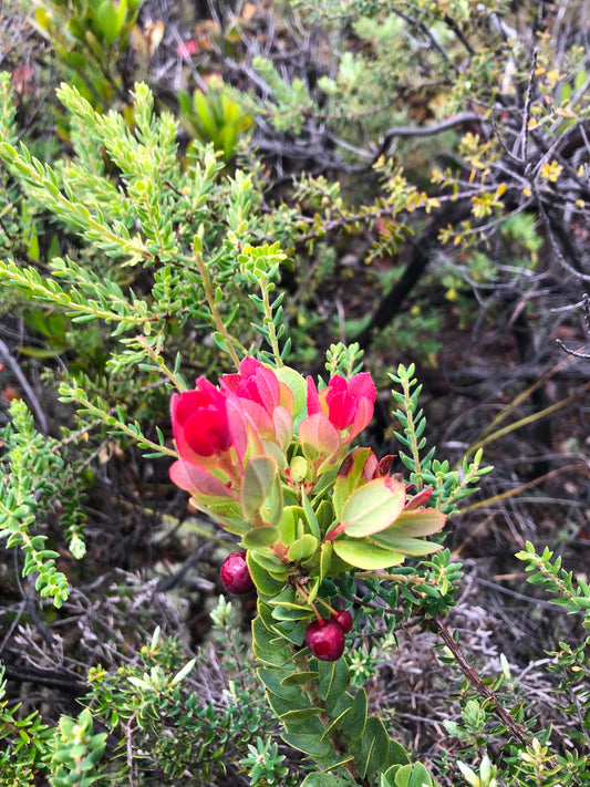 Pink Mink Protea — Digital Print TOPP