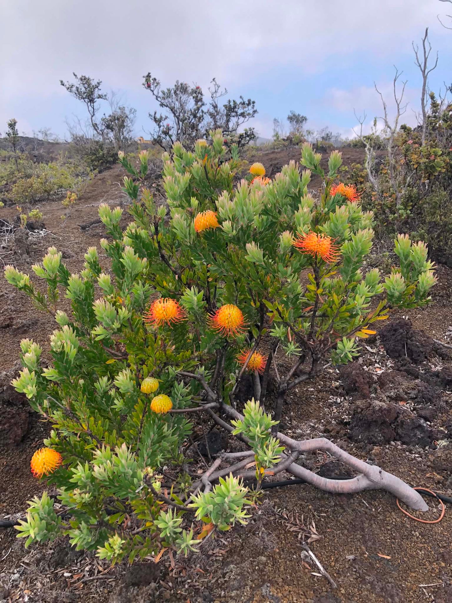 Protea Field, Hawaiʻi — Digital Print TOPP