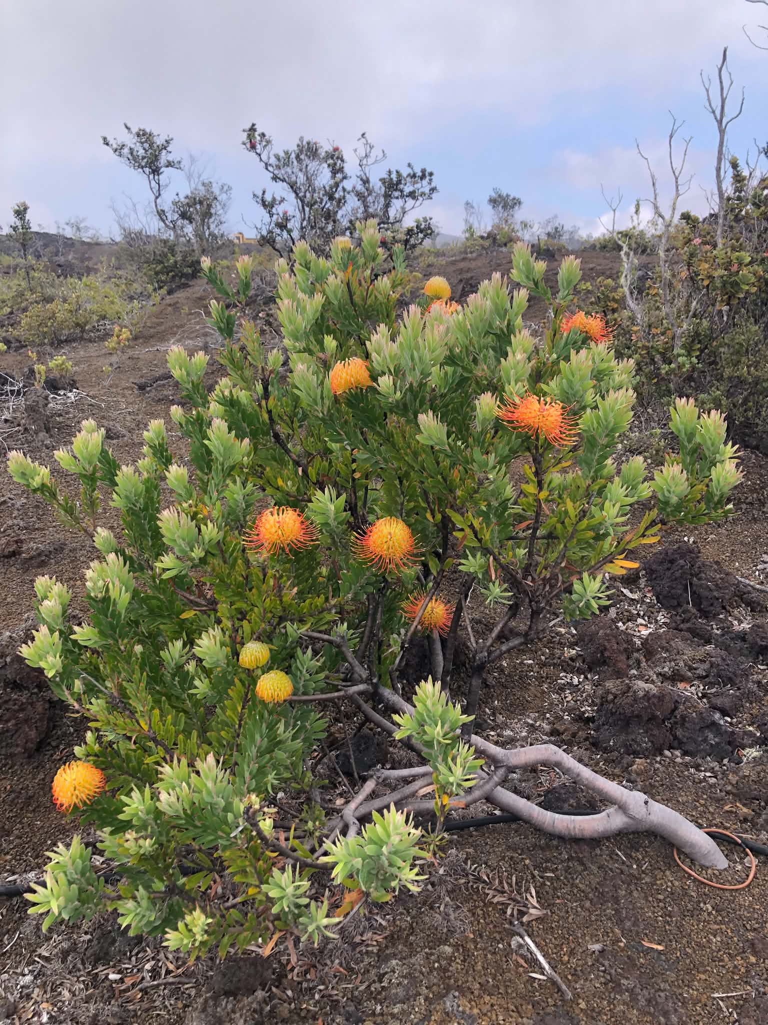 Protea Field, Hawaiʻi — Digital Print TOPP