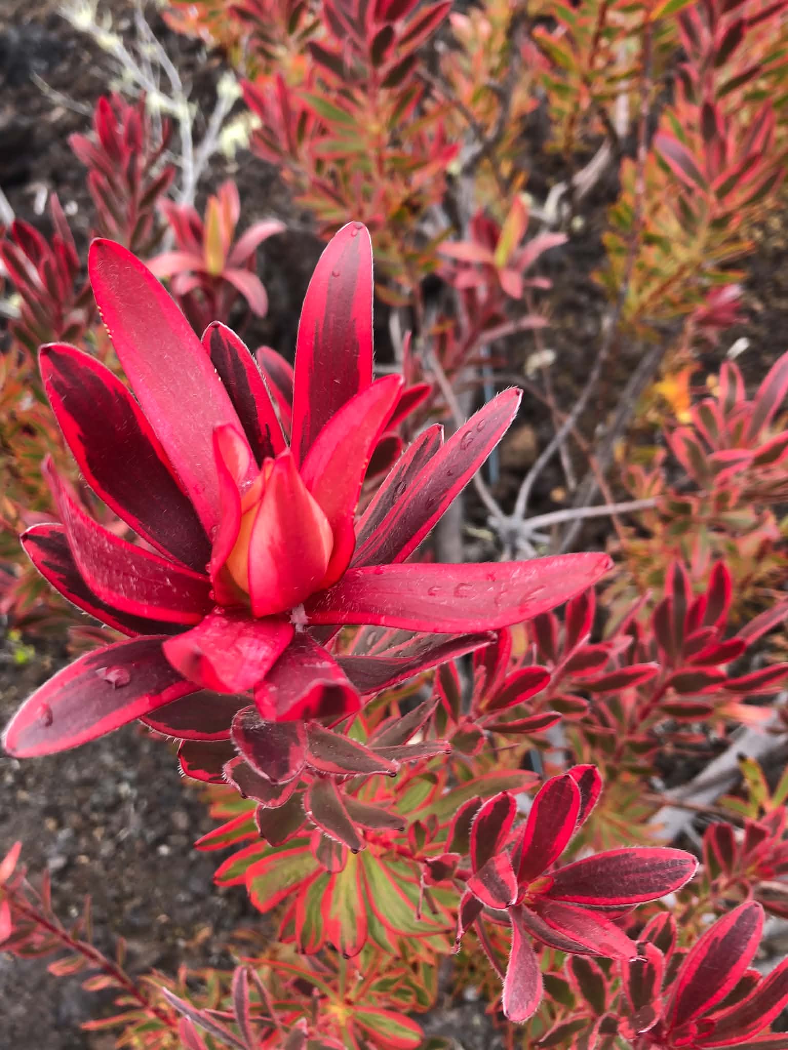 Red Foliage — Digital Print TOPP