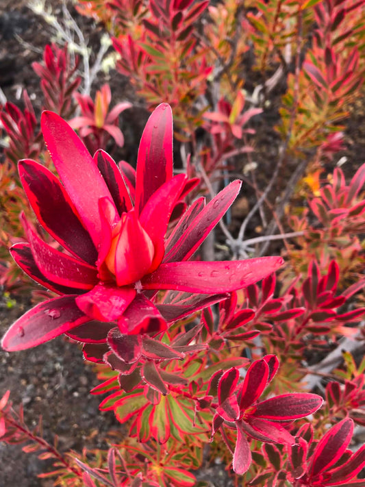 Red Foliage — Digital Print TOPP