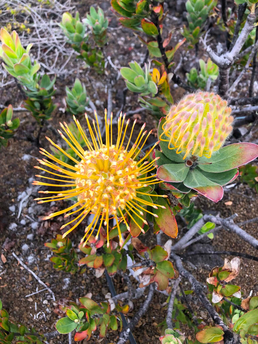 Yellow Pincushion — Digital Print TOPP