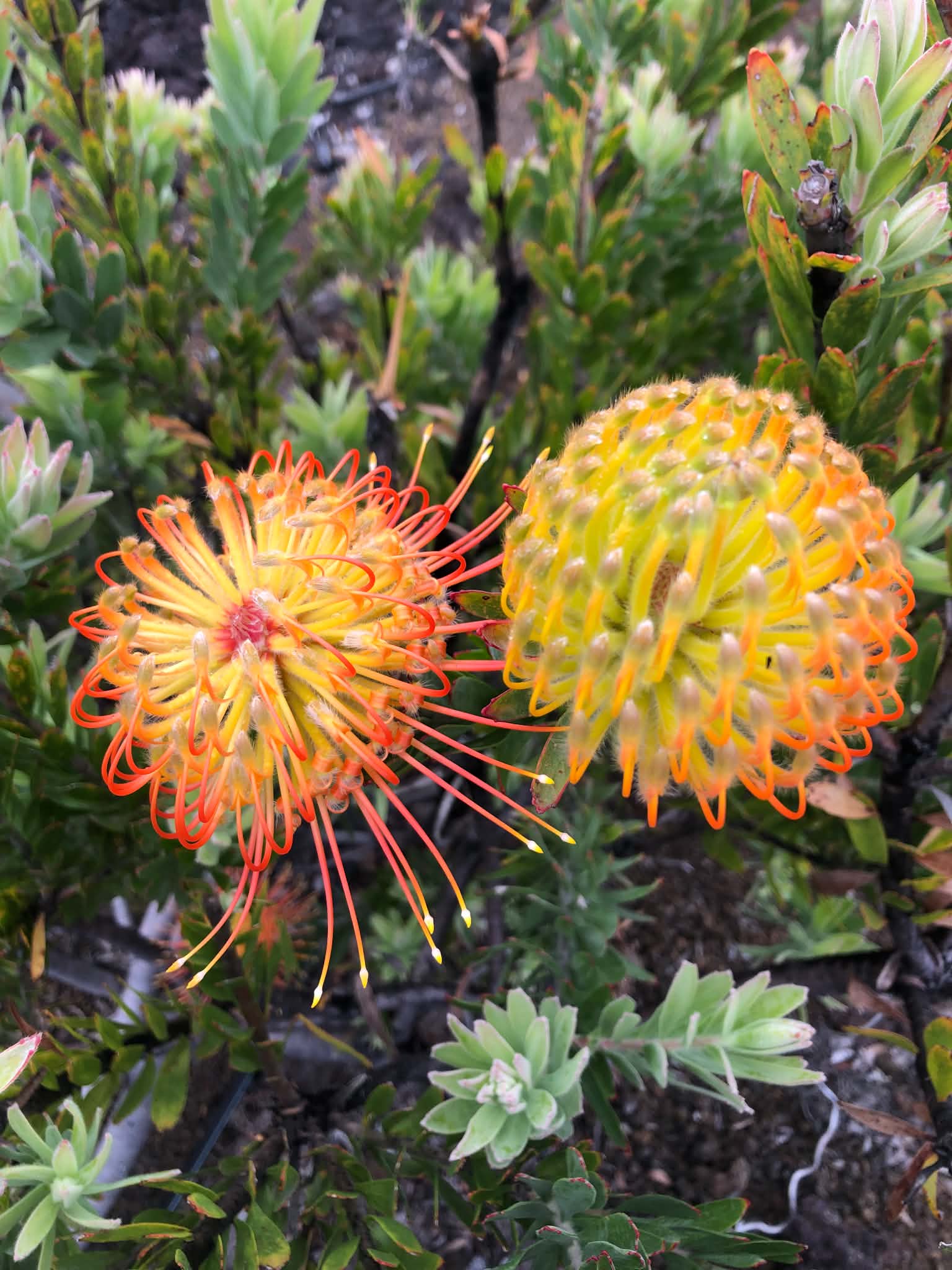 Pincushion Pair — Digital Print TOPP