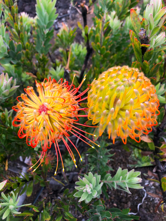 Pincushion Pair — Digital Print TOPP