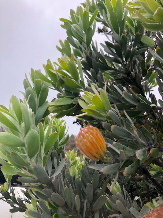 Pincushion Bud — Digital Print TOPP
