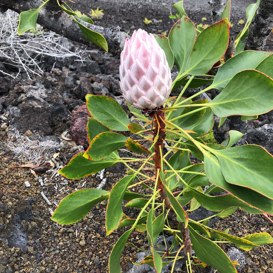 Bud to Bloom TOPP — Transnational Organization of Protea Planters