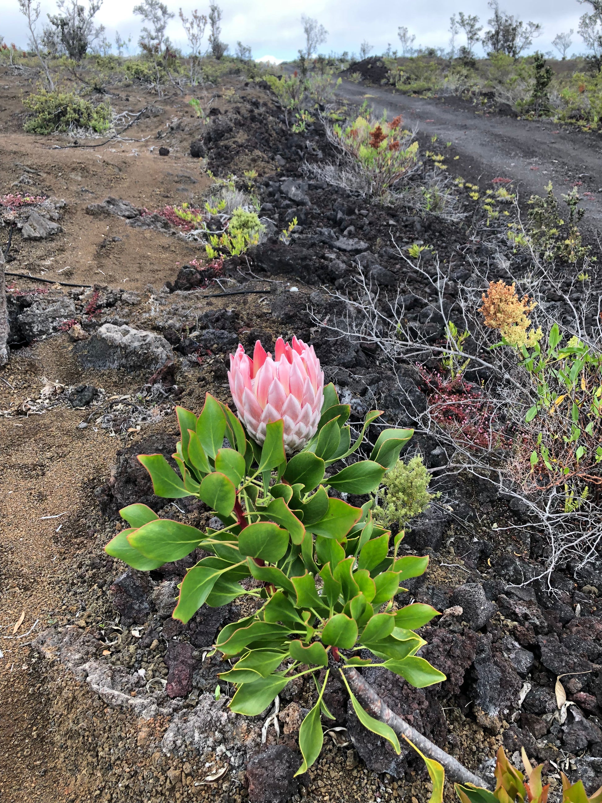 King Protea bloom emerging from a'a lava outcrop with Puna scrubland behind
