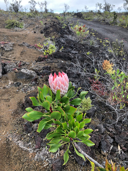 King Protea bloom emerging from a'a lava outcrop with Puna scrubland behind