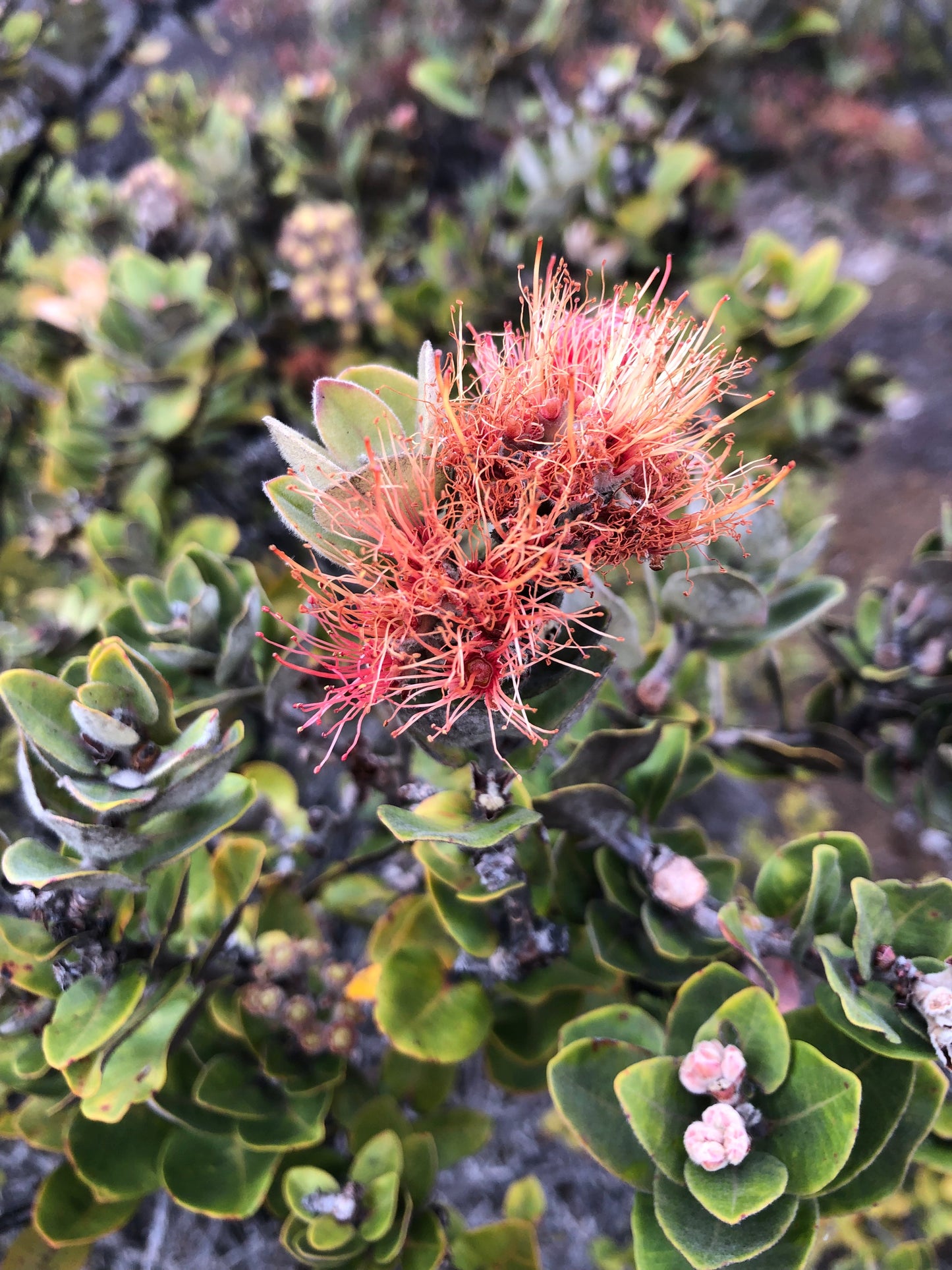 Salmon-orange lehua blossom on native ohia tree with grey-green rounded leaves