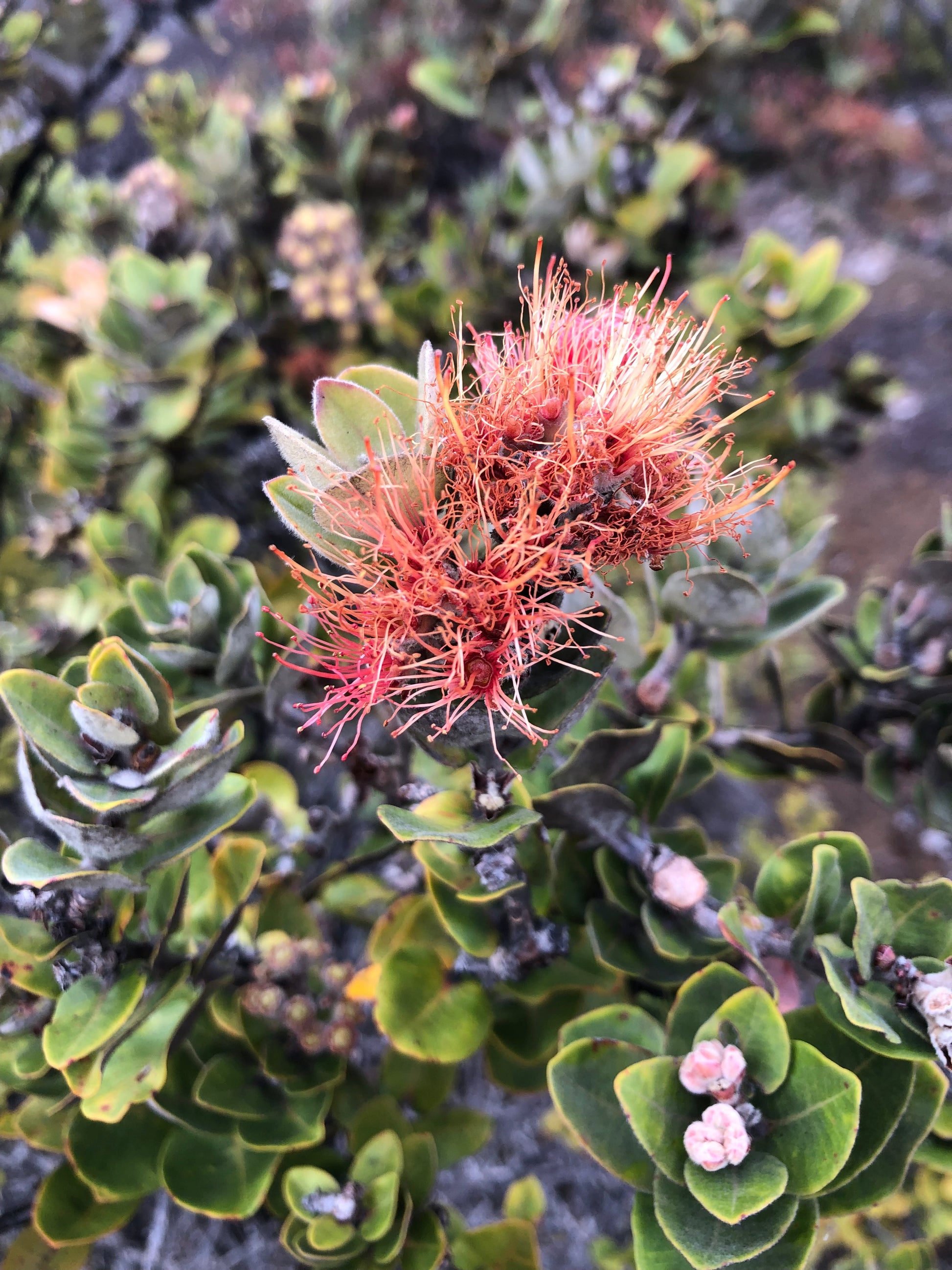 Salmon-orange lehua blossom on native ohia tree with grey-green rounded leaves