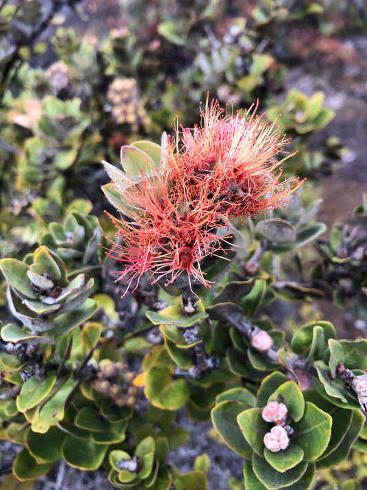 Salmon-orange lehua blossom on native ohia tree with grey-green rounded leaves